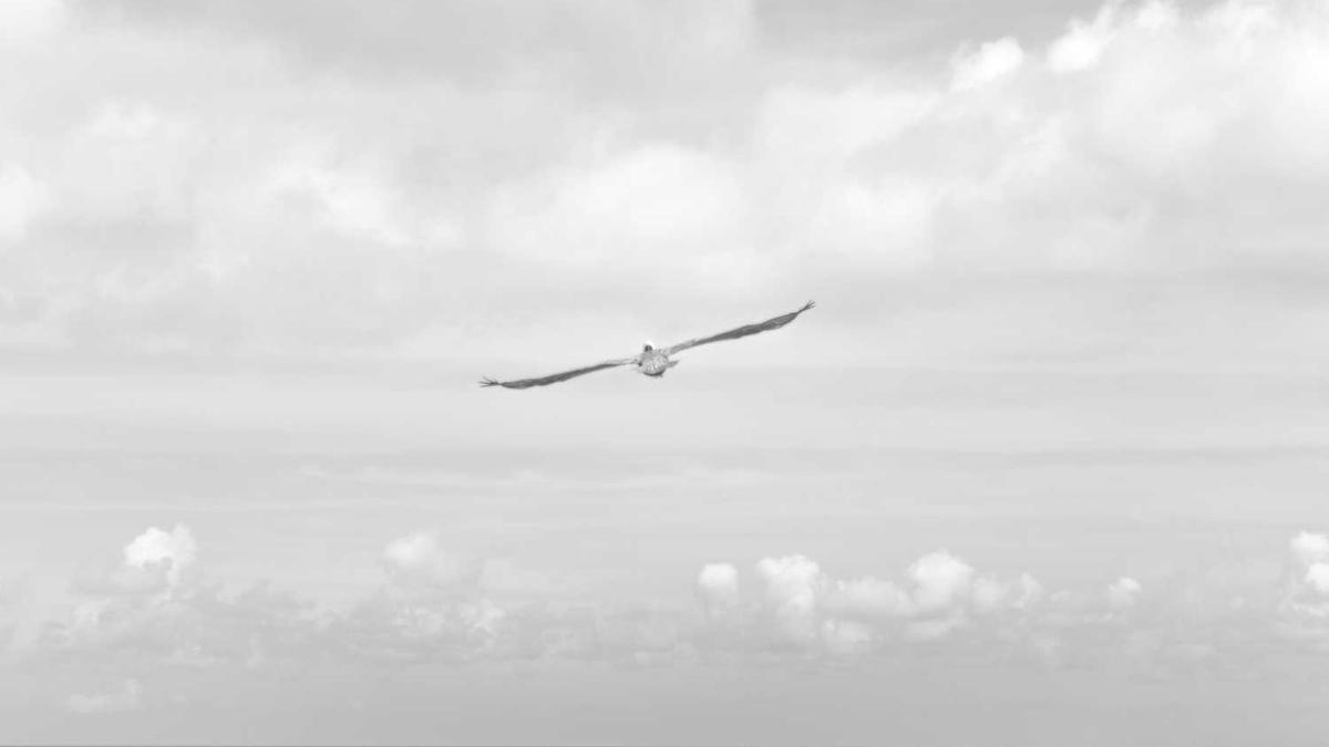 广东凉茶徐其修