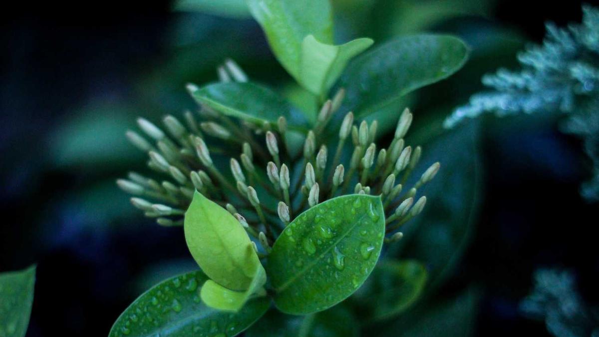 2025年8月7日广州外地牌限行吗?