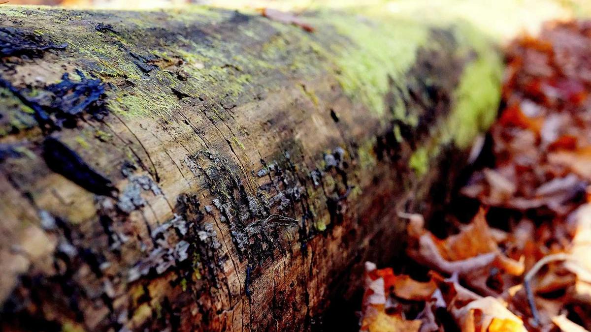 重庆大学城市科技学院的历史?