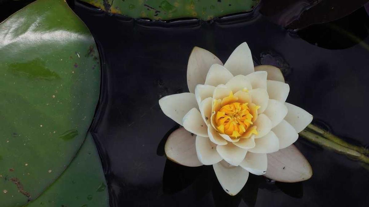 上海中医药大学推拿按摩培训班一个礼拜才学一天,三个月可以学会吗_百度...