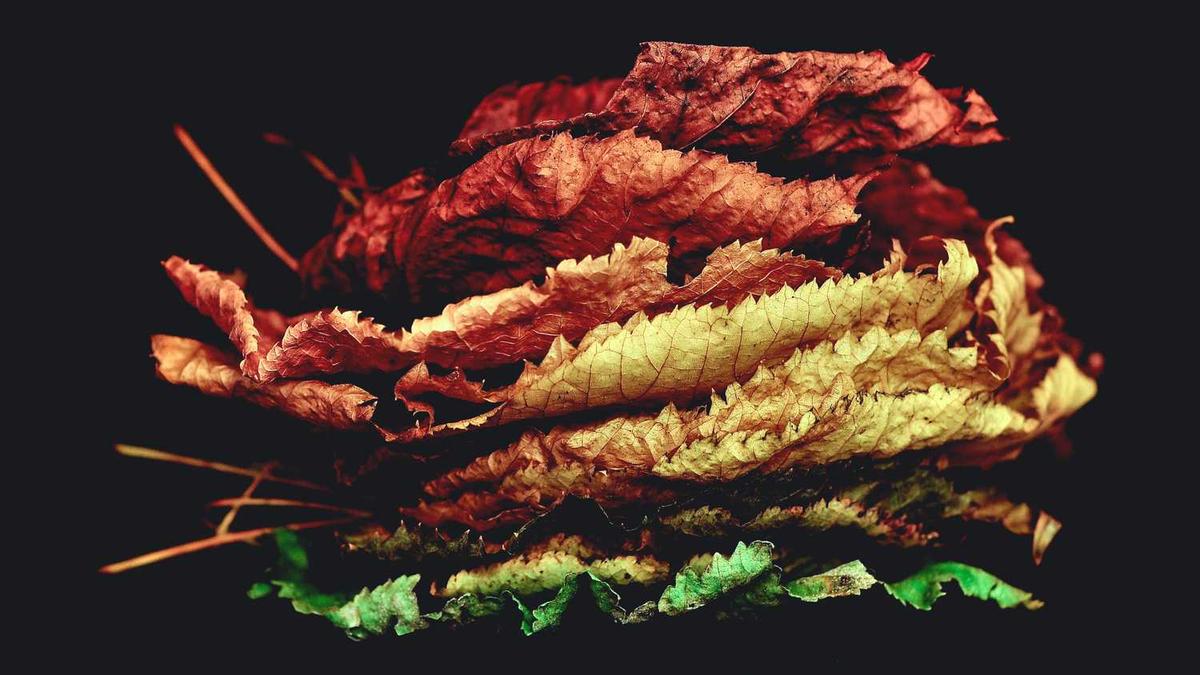 广州官宣入秋时间