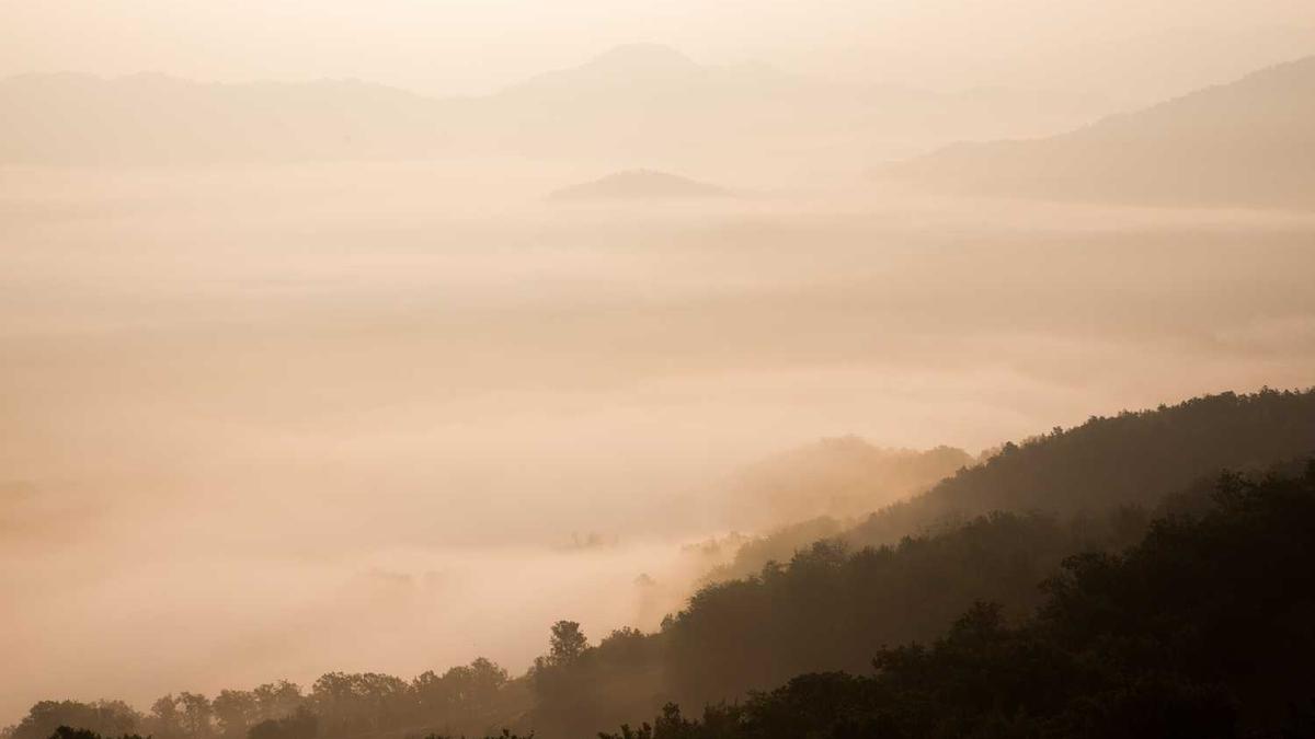 桂花有哪些品种?