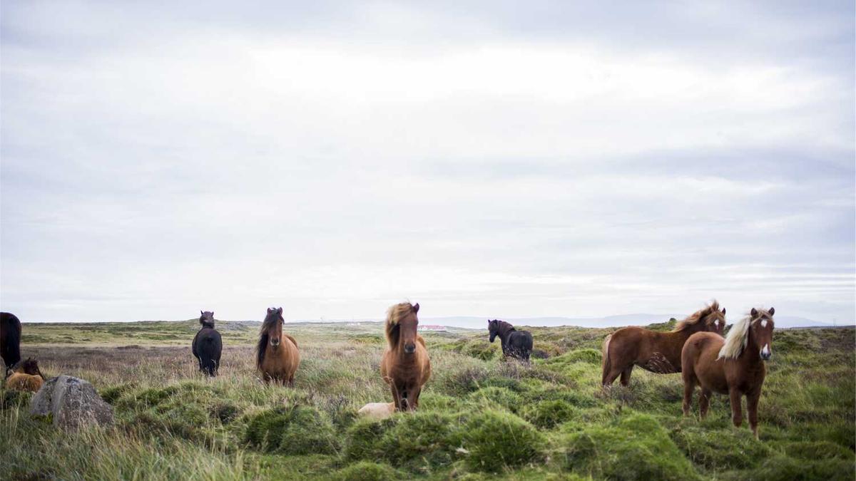 智慧旅游景区案例