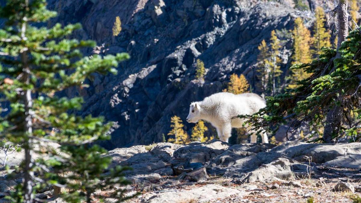 关于:爱祖国、爱家乡的手抄报资料