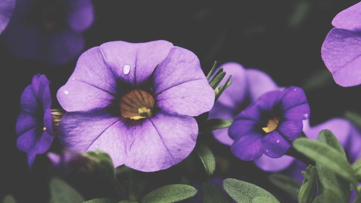 按摩精油和高潮精油区别