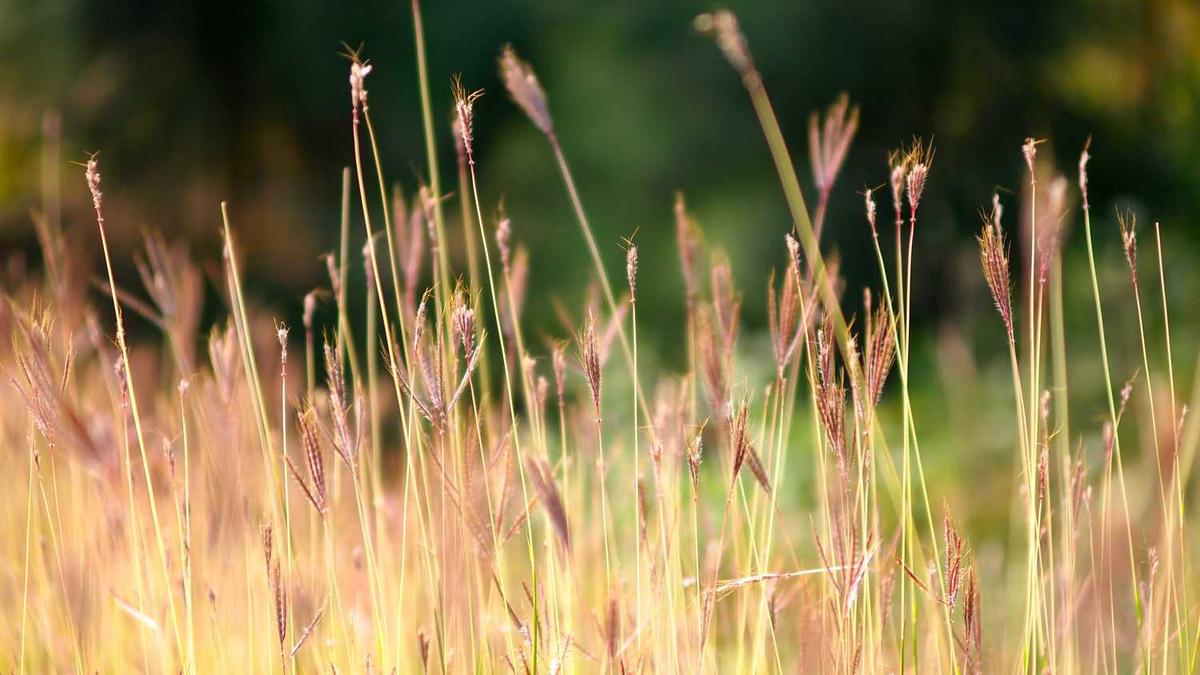 揭阳的读音是什么?