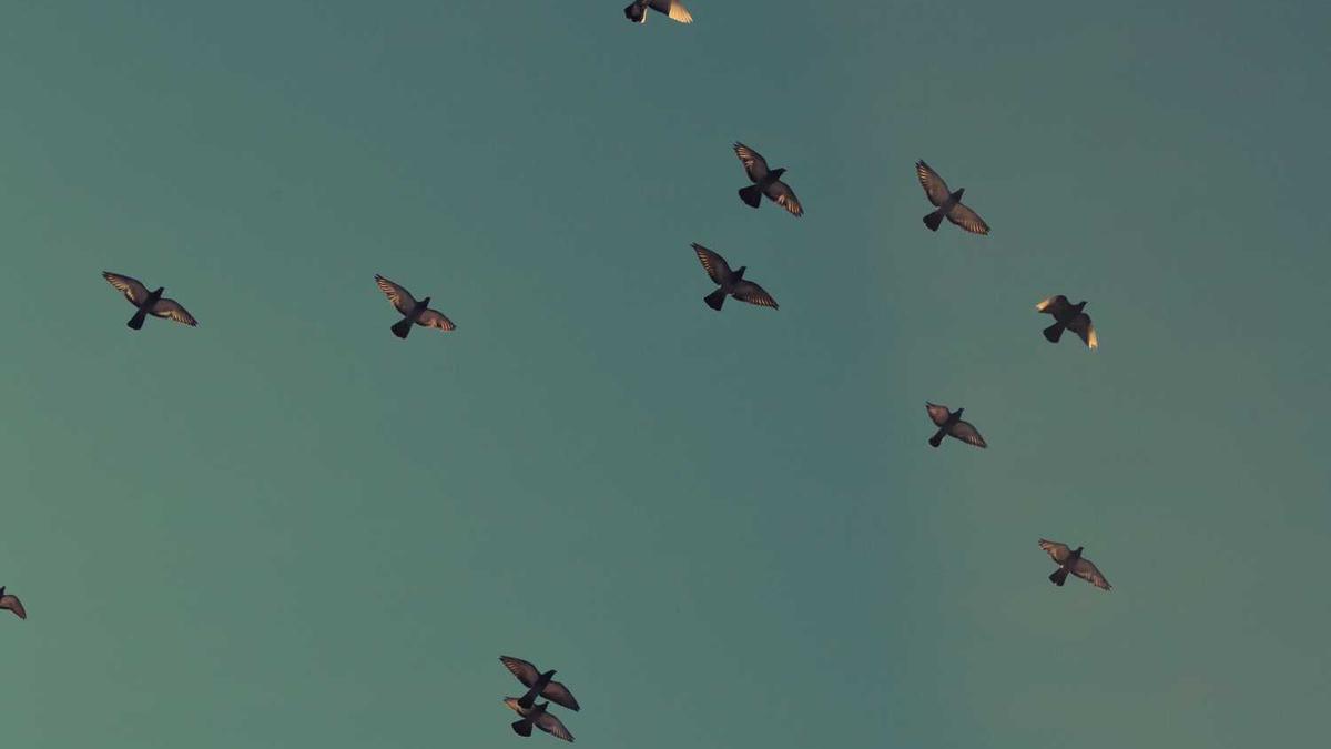 烧鸽子的伊通烧鸽子