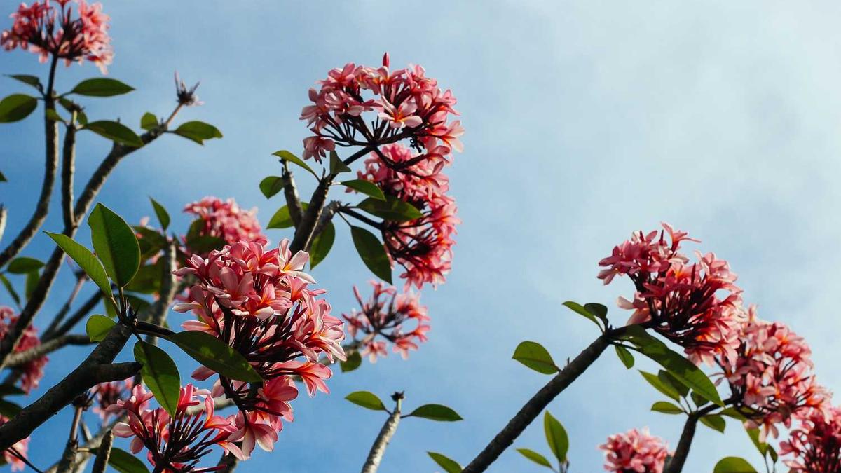 【2021校园招聘岗位——管理咨询分析师】喜欢帝都和魔都的看过来①...