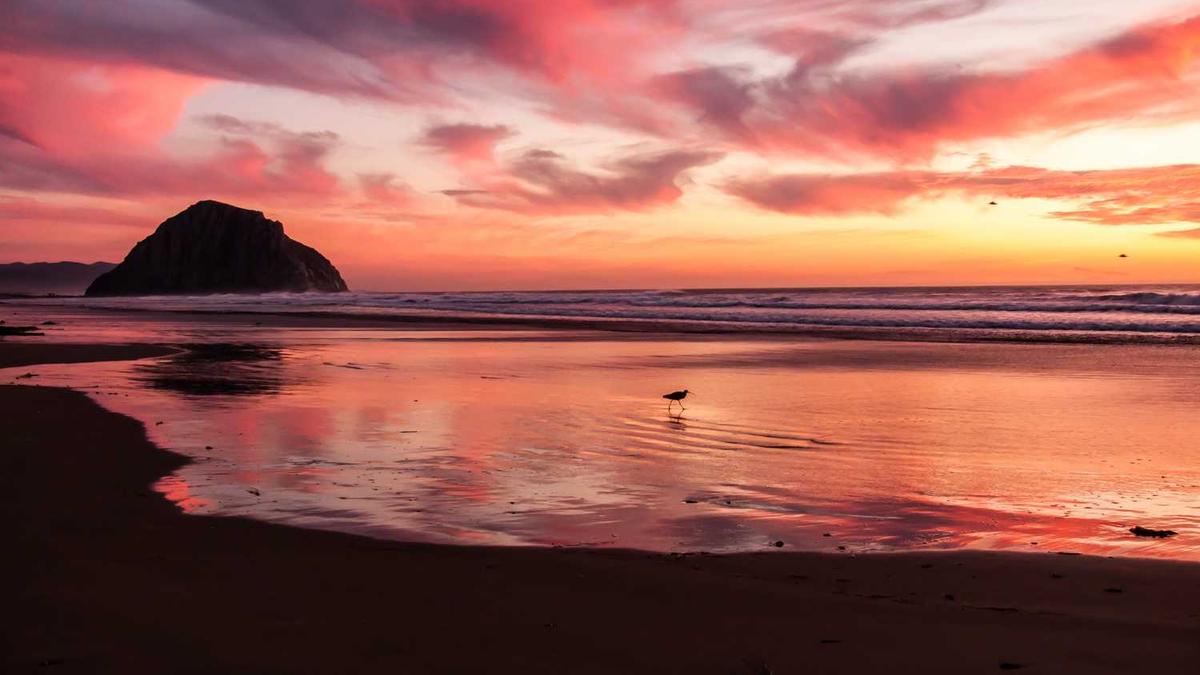 生猪需要定点屠宰吗