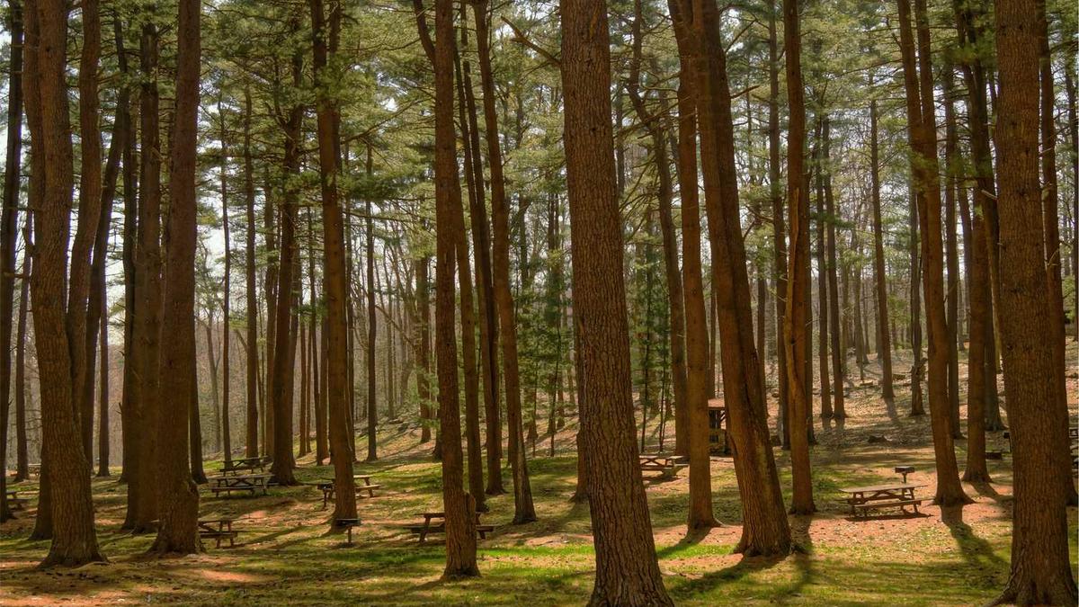 吃柿子喝茶可以吗